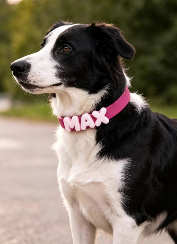 Personalized Collar